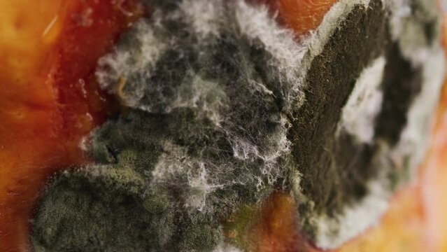 Mouldy melon extreme close-up rotating
