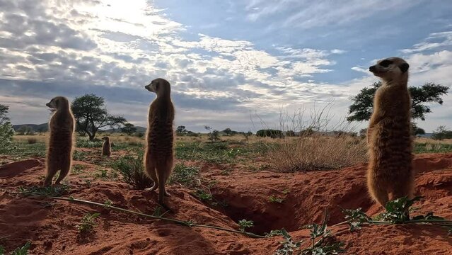 Backlit GoPro captures alert meerkats in the Southern Kalahari scanning their surroundings for any signs of danger.