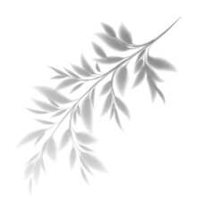 Realistic Tree Branch Leaf Shadow. Leaves Transparent Overlay Effect