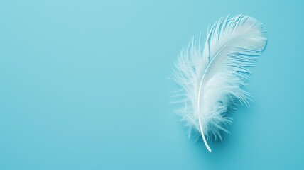 Delicate white feather isolated on a light blue background