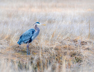 Great Blue Heron Standing in a Field in the Wintertime