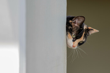 gato preto, amarelo e branco