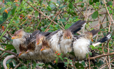 familia de passarinhos