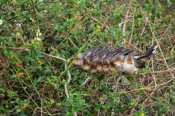 família de passárros