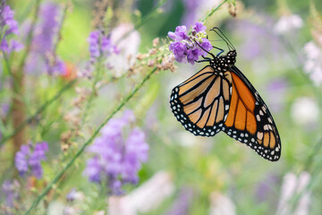 Monarch Butterfly in Garden