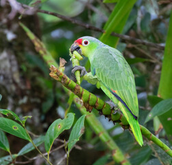 Red-lored Parrot (Amazona autumnalis) eating young sprouts