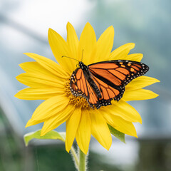 Naklejka premium Monarch Butterfly on a Sunflower
