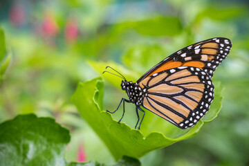 Monarch Butterfly in Garden