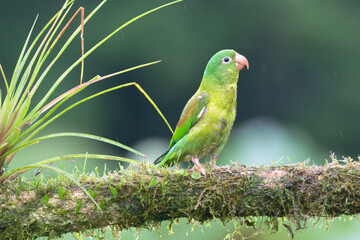 Orange-chinned parakeet (Brotogeris jugularis) perched on the tree branch, Boco Tapada, Costa Rica