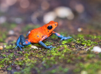The strawberry poison frog (Oophaga pumilio), La Selva Biological Station, Costa-Rica