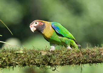 Brown-hooded Parrot (Pyrilia haematotis) at La Laguna del Lagarto Lodge, Boca Tapada, San Carlos, Costa Rica