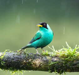 Green honeycreeper (Chlorophanes spiza) male, Laguna del Lagarto Eco Lodge, Boca Tapada, Alajuela, Costa Rica