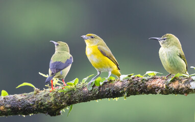 Female  Yellow-throated  Euphonia (Euphonia hirundinacea) at La Laguna del Lagarto Lodge, Boca...