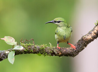  Red-legged honeycreepers close up, Boca Tapada, San Carlos, Costa Rica