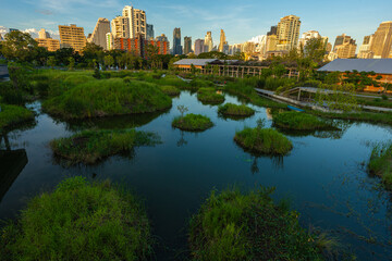 Tropical forest park swamp garden in city public park with office building Benchakitti park