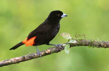 Fototapeta premium Male Scarlet-rumped Tanager (Ramphocelus passerinii) as example of gender dimorphism among birds, Laguna Del Lagarto Lodge, Costa Rica