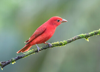 Male Summer Tanager (Piranga rubra) at Laguna Del Lagarto, Boca Tapada, Costa Rica