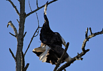 Mating bald eagles.