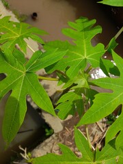The Unique Structure of Captivating Papaya Leaves