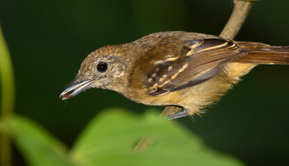 Black-crowned antshrike (Thamnophilus atrinucha) female with insect in the beak, Cahuita National Park, Limon Province, Costa Rica.