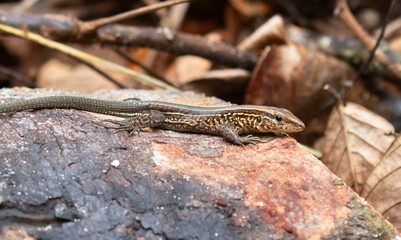 Holcosus festivus or Central American whiptail (Ameiva festiva) at Cahuita National Park, Costa Rica