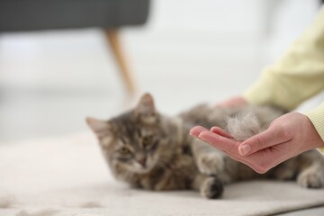 Pet shedding. Woman holding pile of cat hair indoors, selective focus
