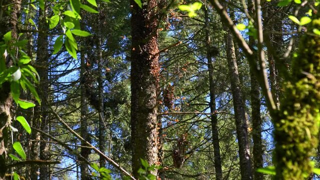 Monarch Butterflies migration flying in the woods of the Sanctuary of Piedra Herrada, Temascaltepec, State of M&eacute;xico.