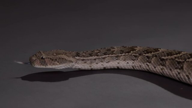 Puff Adder Black background slow motion nature documentary