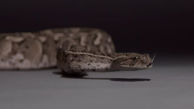 Puff adder close up slow motion deadly snake nature documentary