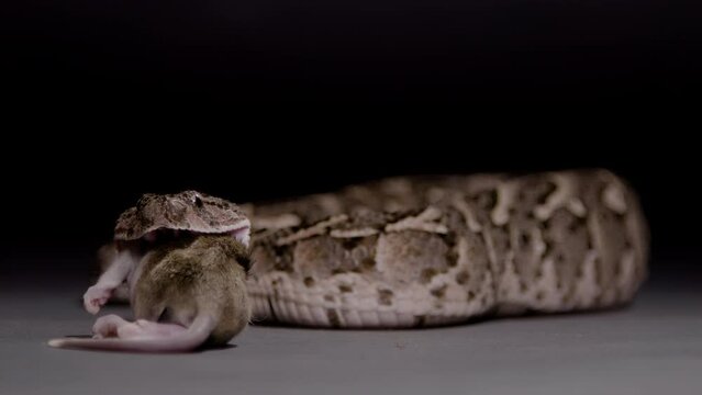 Puff adder eating a mouser on black background snake nature documentary