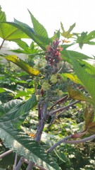 pineapple on the tree