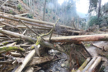 倒木に塞がれた登山道