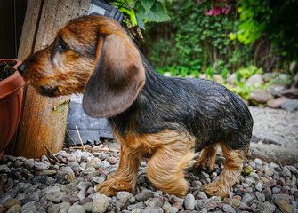 little wire-haired dachshund puppy outdoors. Dog portrait. Cute animals, close-up view
