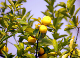 lemon on tree