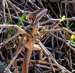 Jesus Christ lizard in Costa Rica