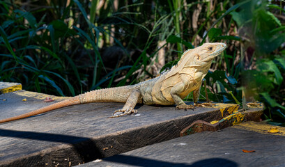 Large lizard in Costa Rica