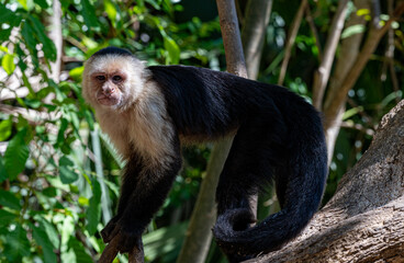 White faced monkey in Costa Rica