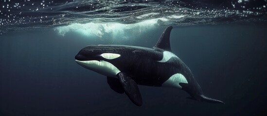Powerful Orcinus orca: The Majestic Killer Whale Dominates the Seas with its Killer Instinct - obrazy, fototapety, plakaty