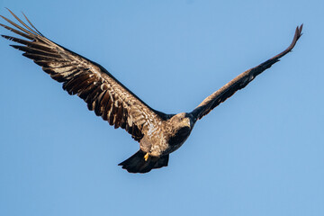 Immature Bald Eagle