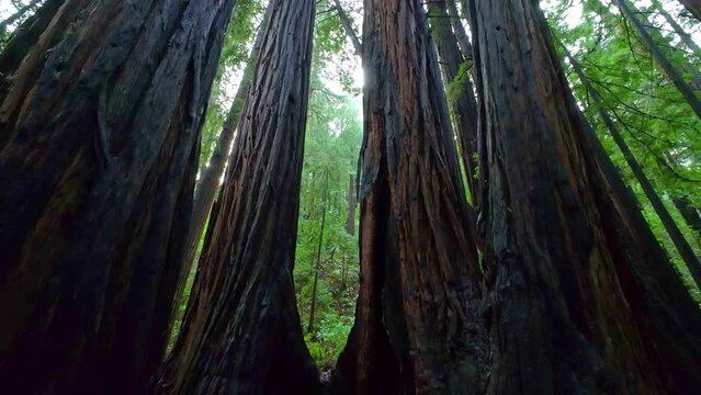 Standing among some of the giant redwoods of San Francisco's Muir Woods Park.