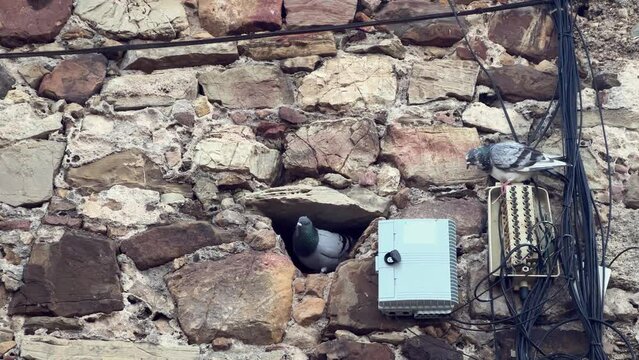 Pigeon birds perch at electrical installations integrated into stone wall structures, symbolizing the convergence of nature and electrification.