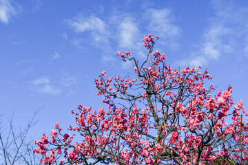 青空に映える紅梅