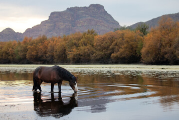 Black sorrel dark brown chestnut bay wild horse stallion feeding in front of Red Mountain while in...