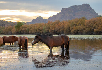 Wild horses at sunset in frton of Red Mountain in the Salt River canyon near Mesa Arizona United...
