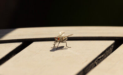 Surprised Housefly Looking at You on a Table, Detailed Macro, Mouth Open, Orange Red Eyes, Hairs Visible, Silvery Wings, On Contrasty Table, Industrial Look