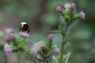 Bumblebee, Macro Shot on a Pink Spiky Thistle Flower, Frowning Antennae, Funny, Grandpa Bee, Tongue Out, Yellow and Black
