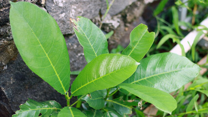 Awar-awar or Ficus septica plant growing in the garden.