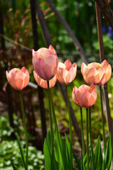 春の朝の花壇のチューリップ