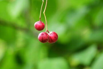 真っ赤なツリバナの実