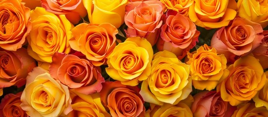 Naklejka premium Breathtakingly Vibrant: Mesmerizing Yellow and Orange Roses Take Center Stage in a Burst of Yellow, Orange, and Roses